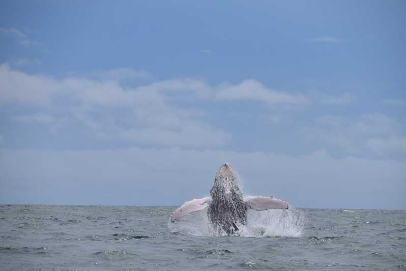 Bahía Drake : Excursión de medio día para avistar ballenas y delfines