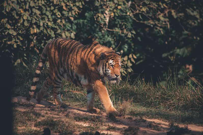 Desde Delhi : Excursión de 2 días en coche al safari de tigres de Jim Corbett