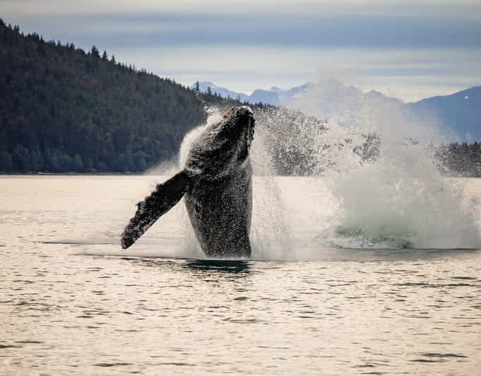 Juneau: Excursión a la Cascada del Glaciar Mendenhall y Avistamiento de Ballenas