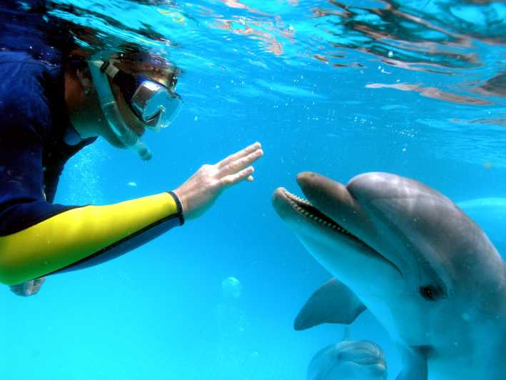 Bahía de Makadi: Tour en barco para avistar delfines con almuerzo y bebidas