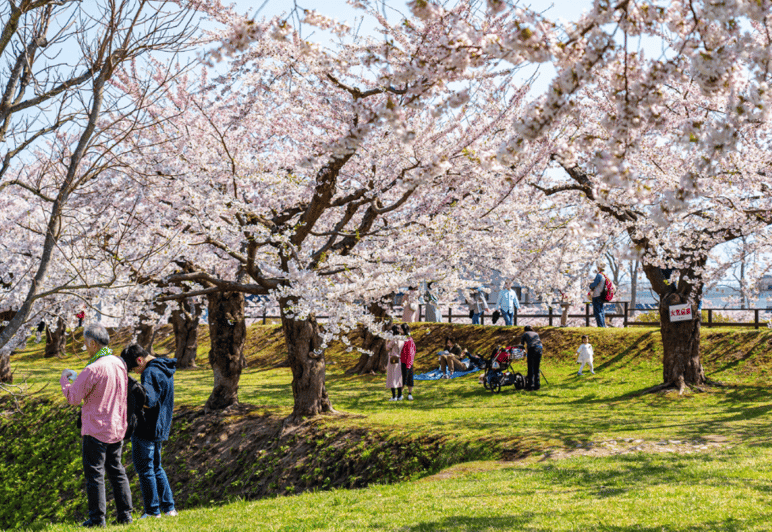 Experiencia "Sakura" Privada y Única en Nagasaki con los Cerezos en Flor