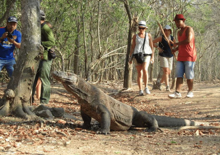 Islas Komodo: 2D1N Excursión en lancha rápida, excursión por tierra y estancia en hotel