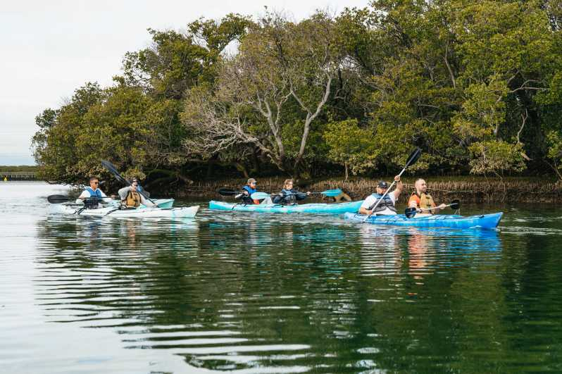 Adelaida: Excursión en Eco Kayak por el Santuario de los Delfines