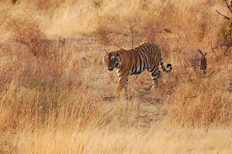 Sawai Madhopur: Safari guiado a Ranthambore