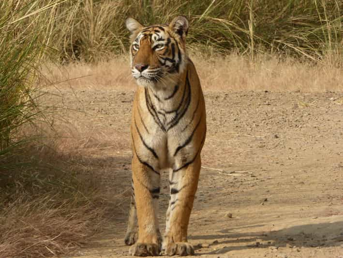 Ranthambore Safari por el Parque Nacional de Ranthambore