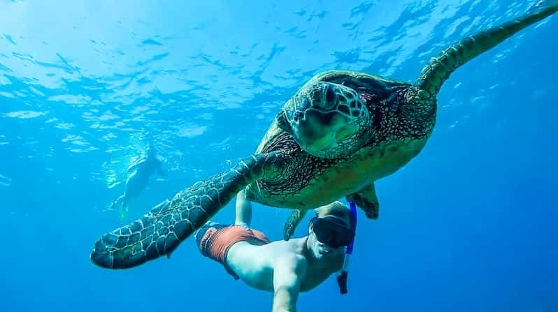 San Juan: Excursión de natación y snorkel con tortugas