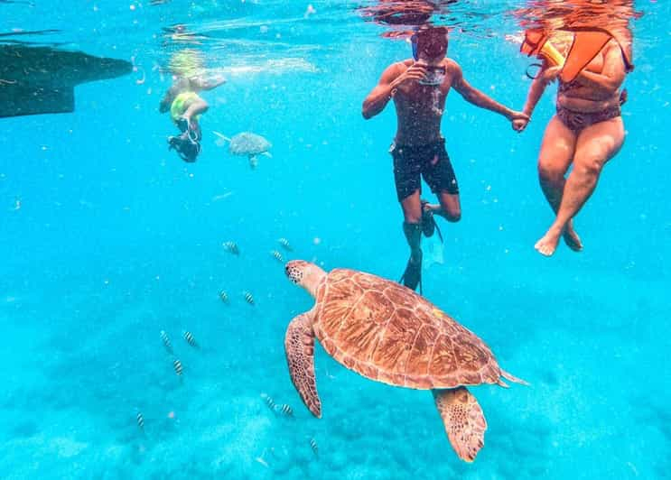 Experiencia privada de snorkel con tortugas marinas para cruceristas