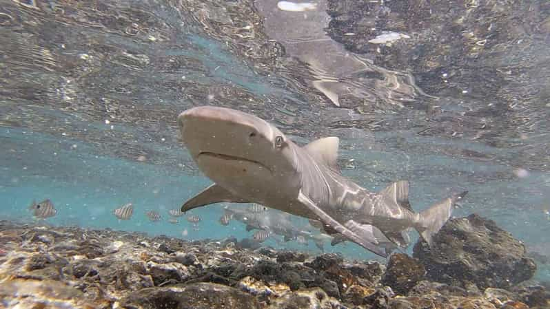 Isla de Sal: Los secretos de un guía nativo Excursión de un día con almuerzo