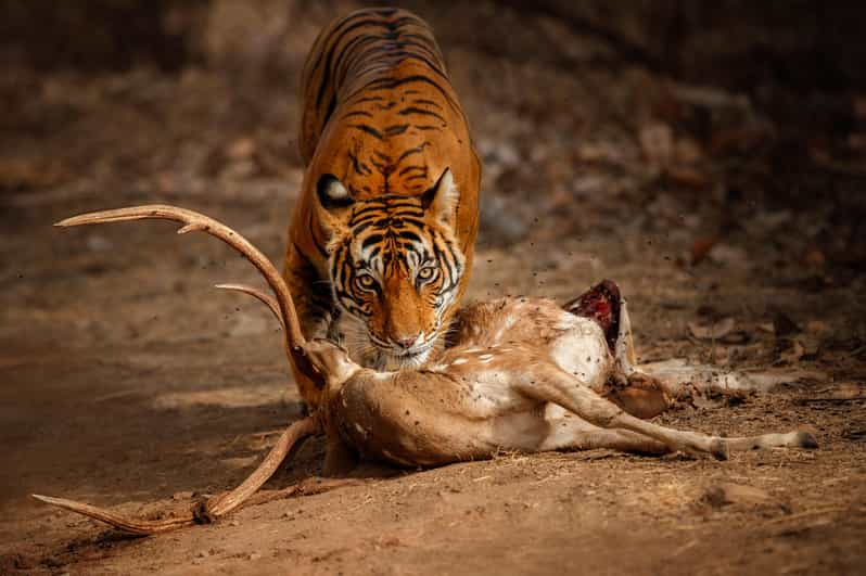 Excursión nocturna a Ranthambhore