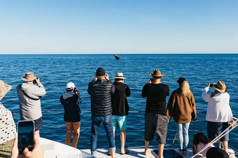 Hervey Bay: 4 horas de avistamiento exclusivo de ballenas