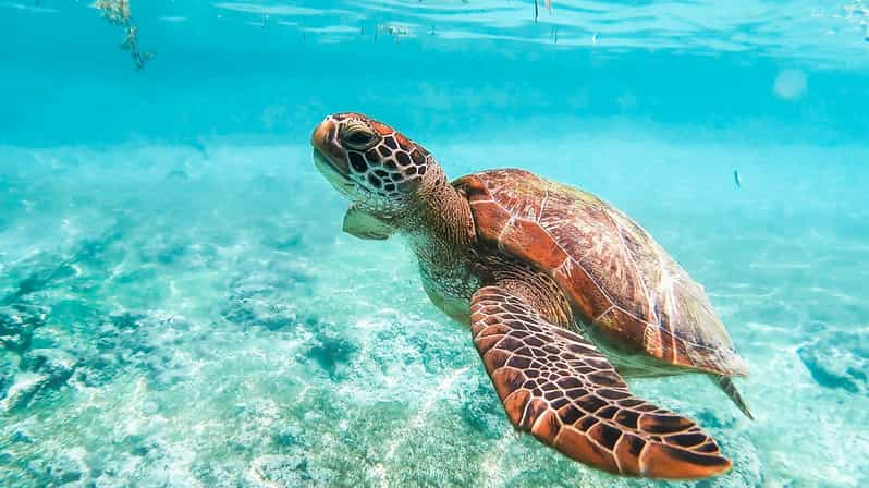 Cebú: Recorrido de Snorkel con Sardinas y Tortugas y Cascadas de Mantayupan