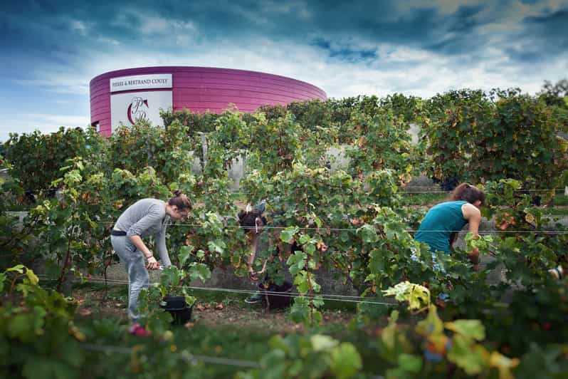 Chinon : Visitas y degustaciones de prestigio