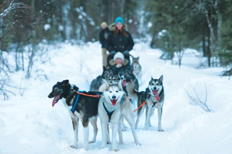 Sirkka: Paseo en trineo tirado por huskies en Levi