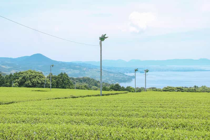 Nagasaki: Explora los tés japoneses en una Ruta del Té