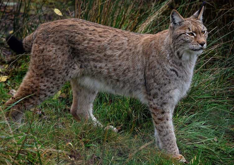 Animales árticos del zoo