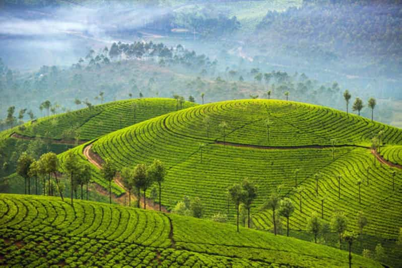 Memorable, Excursión a la Estación de Munnar (02 Noches / 03 Días)