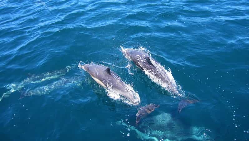 Observación de delfines en Trincomalee