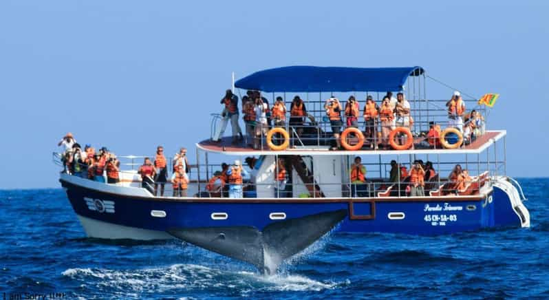 Embárcate en una Majestuosa Odisea Oceánica: Magia de ballenas y delfines