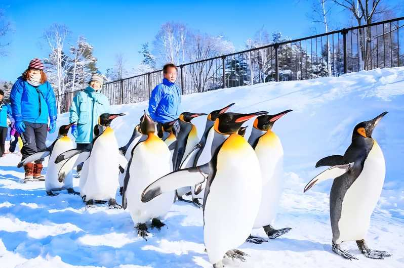 Hokkaido: Visita al Zoo de Asahiyama, Furano y Terraza de Ningle