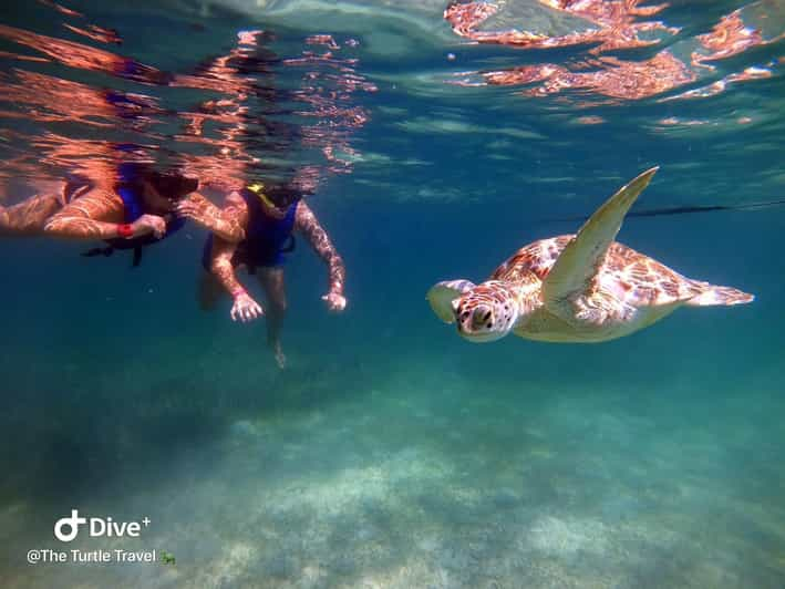 Akumal: Esnórquel con tortugas con guía local y fotos