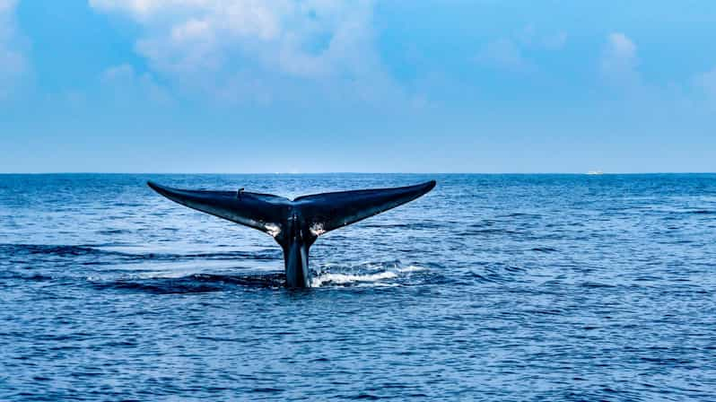 Excursión de avistamiento de ballenas en Mirissa con desayuno gratuito a bordo