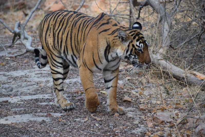 Excursión de un día a la vida salvaje de Ranthambhore desde Jaipur