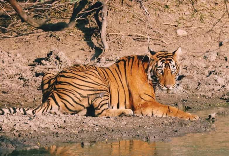 Desde Jaipur: Excursión privada de un día a Ranthambore con safari de tigres