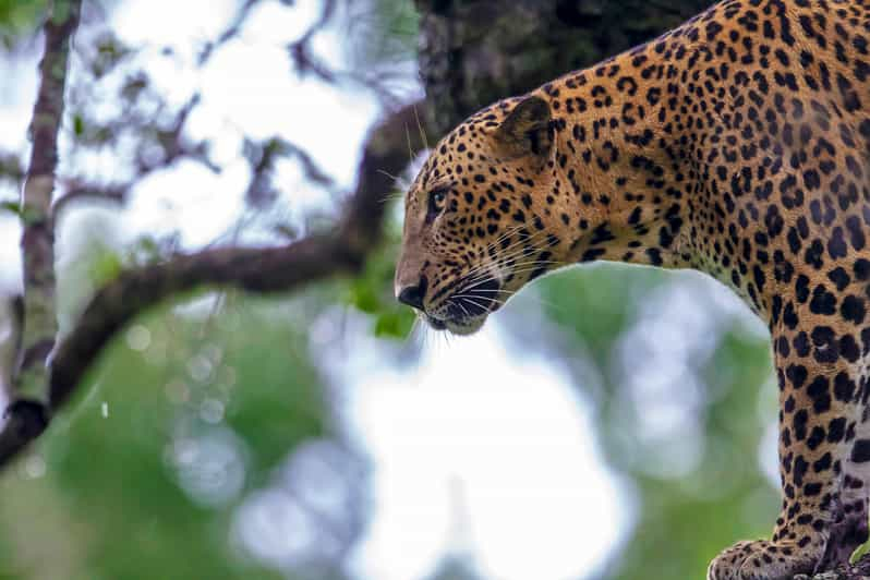 Safari por el Parque Nacional de Wilpattu