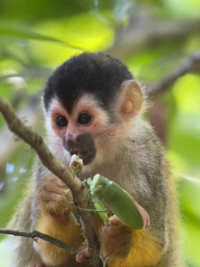 Parque Nacional Manuel Antonio Lleno de vida salvaje