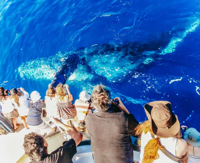 Newport Beach: Excursión de 2 horas para avistar ballenas