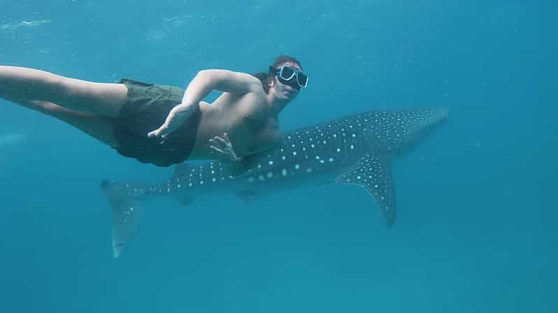 Cebú Sur-Natación con tiburón ballena y excursión de snorkel con sardinas