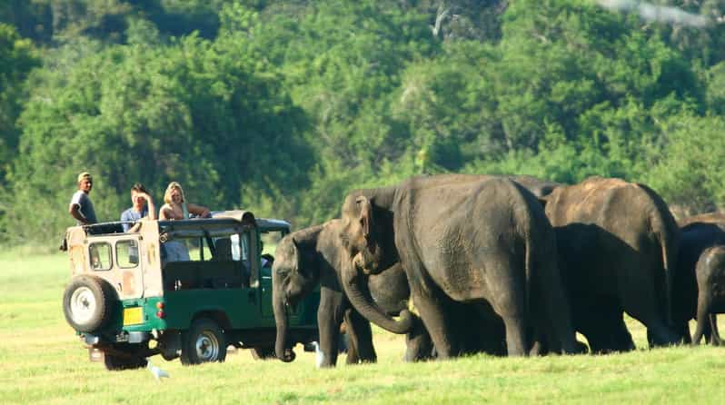 Safari privado en elefante en jeep por el Parque Nacional de Minneriya