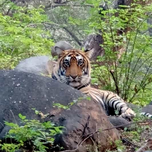 Safari en jeep por Ranthambore para no indios