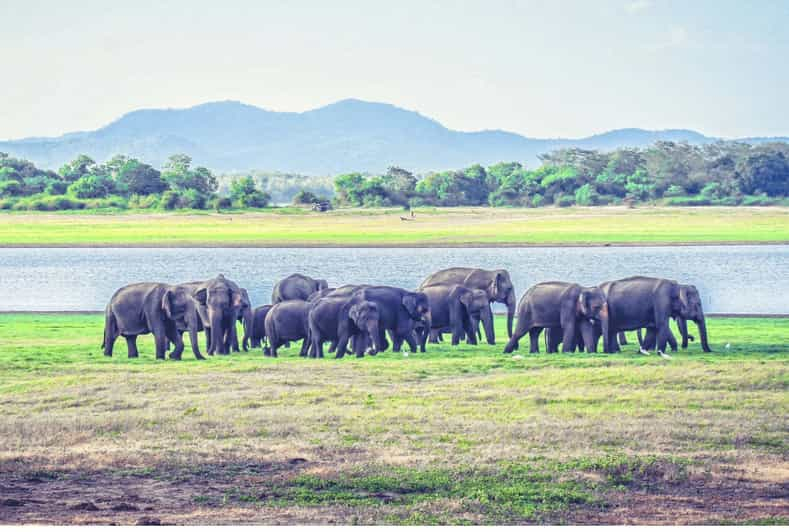 Desde Dambulla Safari de día completo en el Parque Nacional de Minneriya