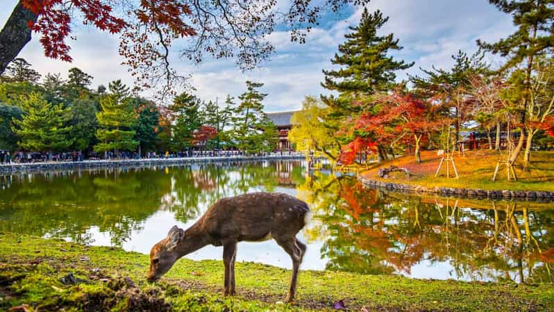 Tour Privado Personalizado Autoguiado de Un Día en Nara