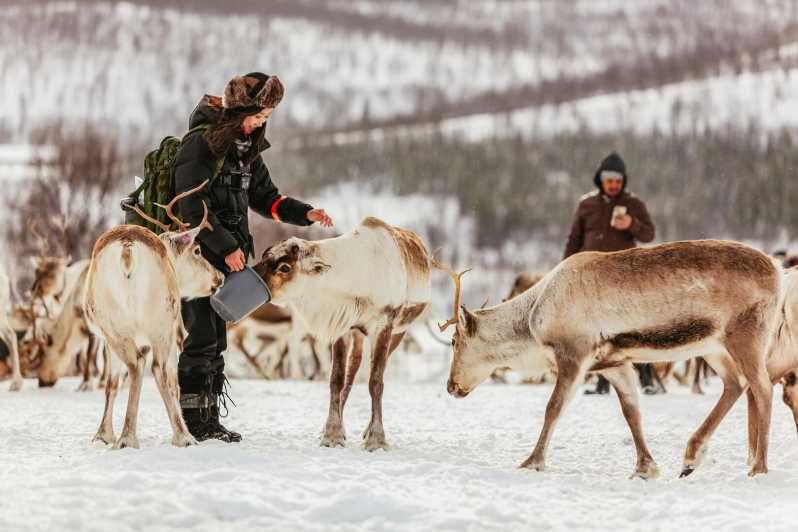 Tromsø: Trineo de renos y alimentación con un guía sami