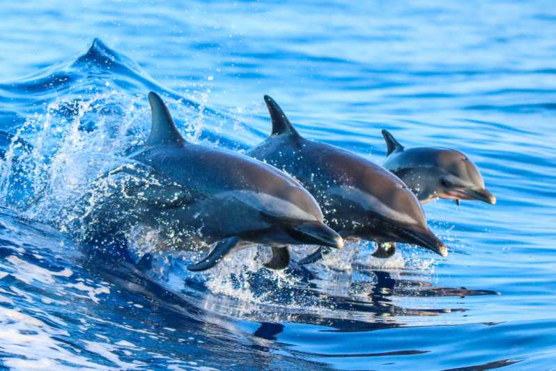 Experiencia guiada de observación de delfines y snorkel en Costa Rica