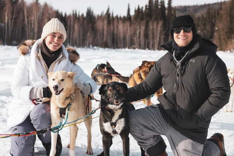 Fairbanks: Mush de 1,5 horas por la histórica ruta Yukon Quest Trail