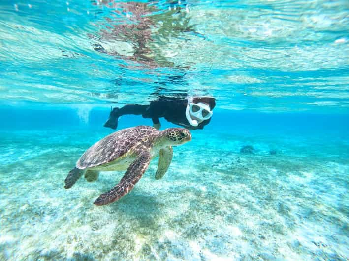 Miyakojima: Excursión de snorkel con tortugas marinas