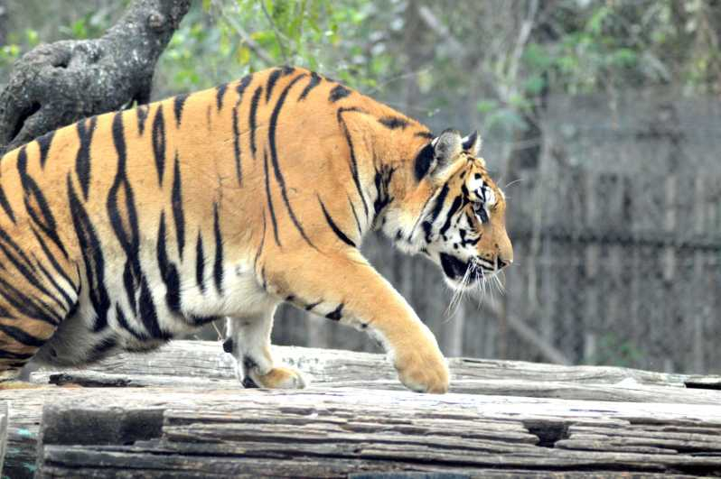 Desde Jaipur : Excursión de 2 días y 1 noche al Safari del Tigre de Ranthambore
