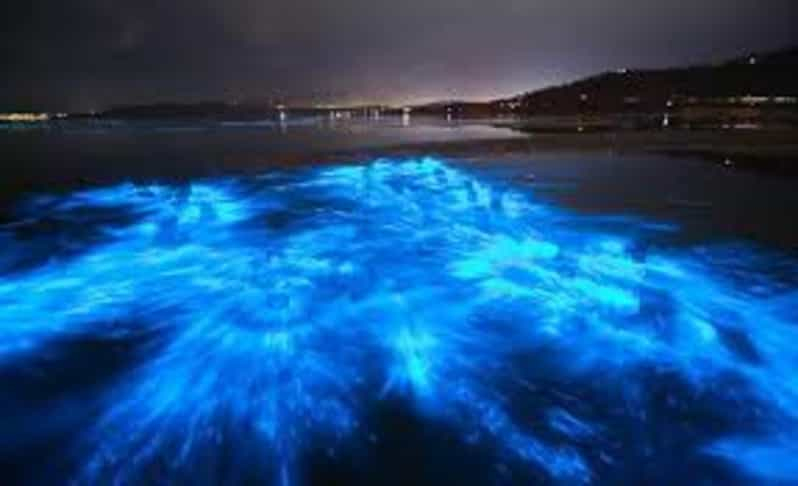 Playa de Cocoa Tour en barco por la Bioluminiscencia de las Diez Mil Islas