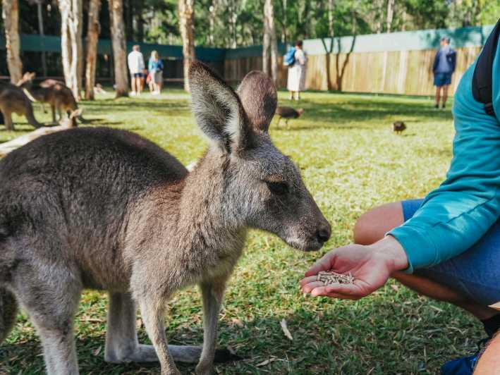 Desde Brisbane: Traslado al Zoo de Australia y ticket de entrada