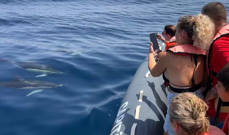 Portimão: Observación Responsable de Delfines con Guía Biólogo