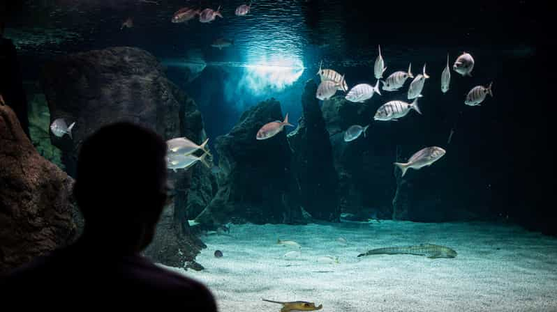 Bucea con tiburones en el Acuario de Lanzarote