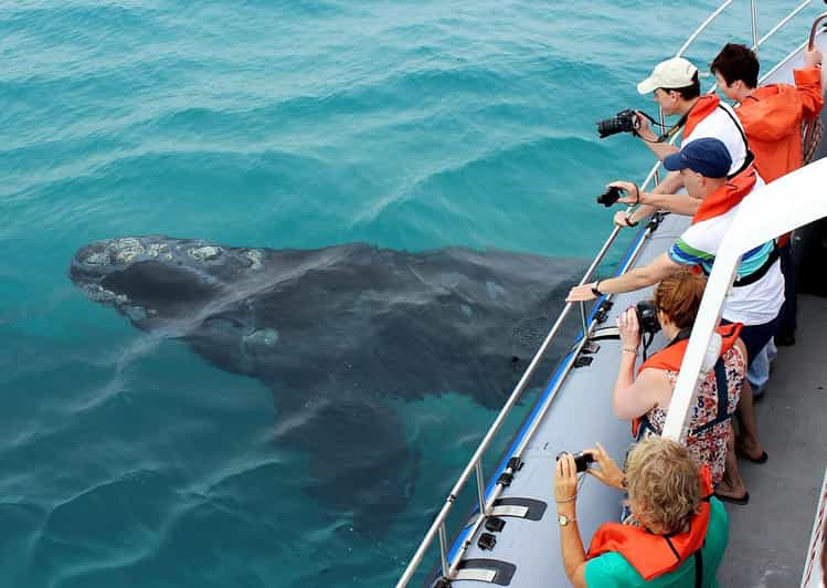 Experiencia de avistamiento de ballenas en Hermanus