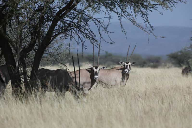 Safari de 2 días por el Parque Nacional de Awash