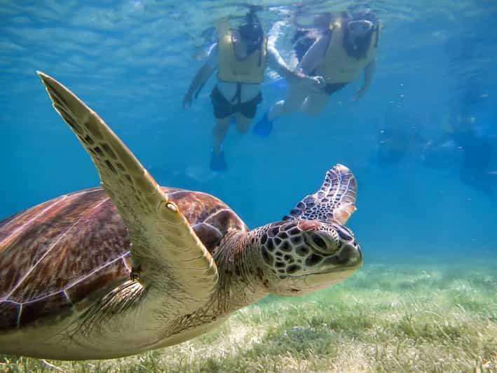 Desde Cancún/Riviera Maya Snorkel con Tortugas Marinas y Cenotes