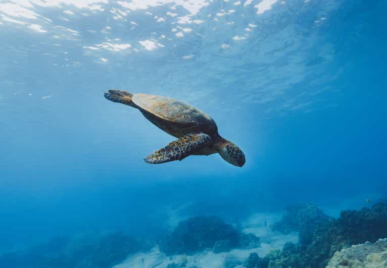 Snorkel nocturno en Mirissa