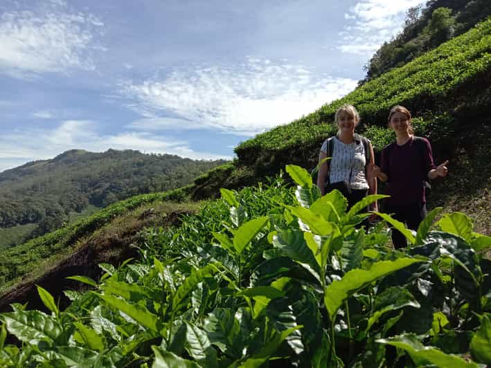 Ruta del Té en Munnar