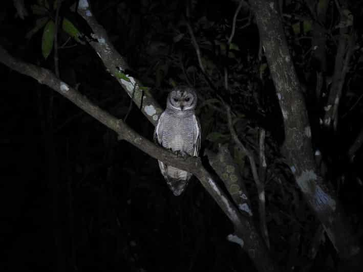 Observación de aves en Kochi